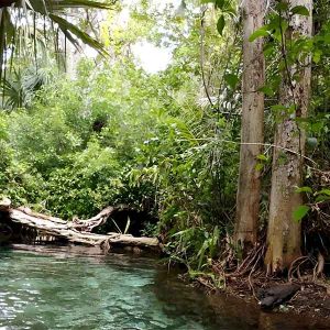 (TE66) Sisal Natural Reserve, Mangroves & Snorkeling